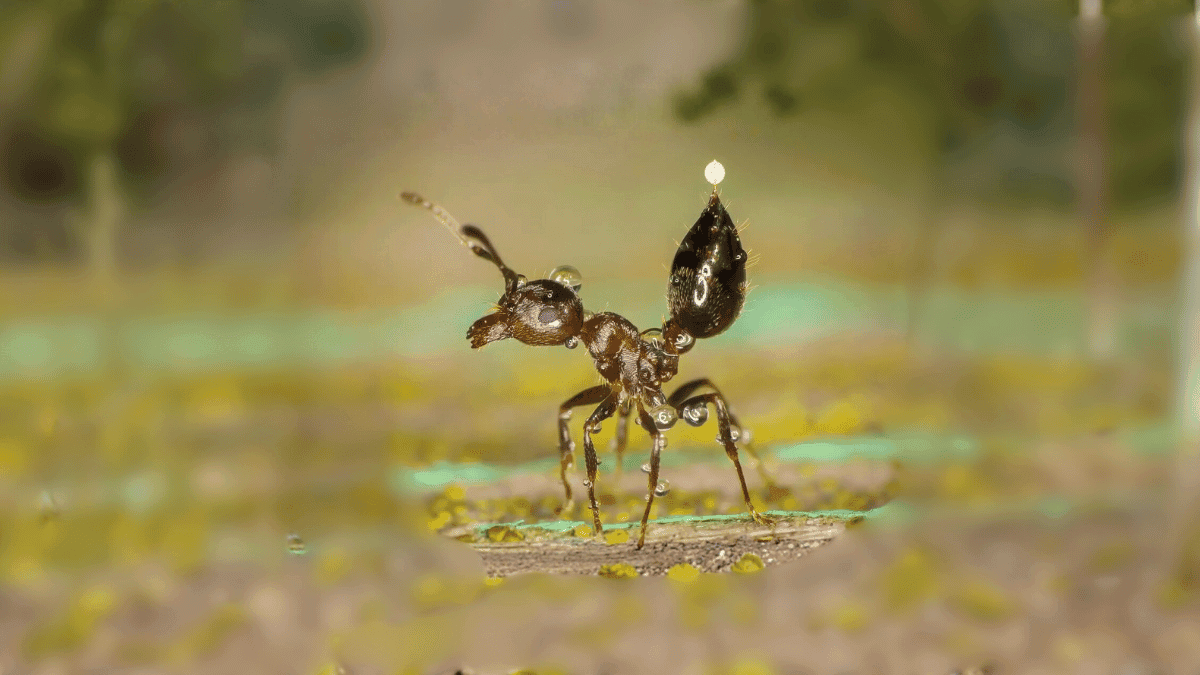 Close-up macro view of an acrobat ant showing its heart-shaped abdomen raised in a defensive posture.
