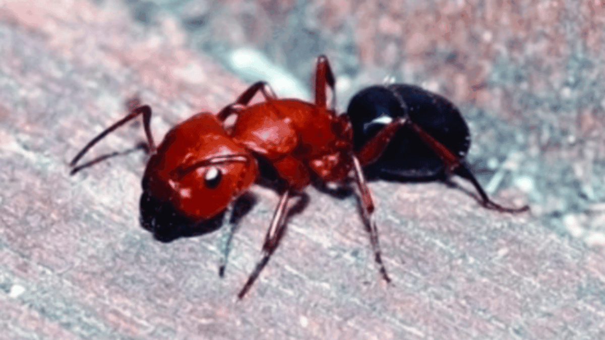 A large red and black Carpenter ant major worker, often referred to as a bull ant due to its size.