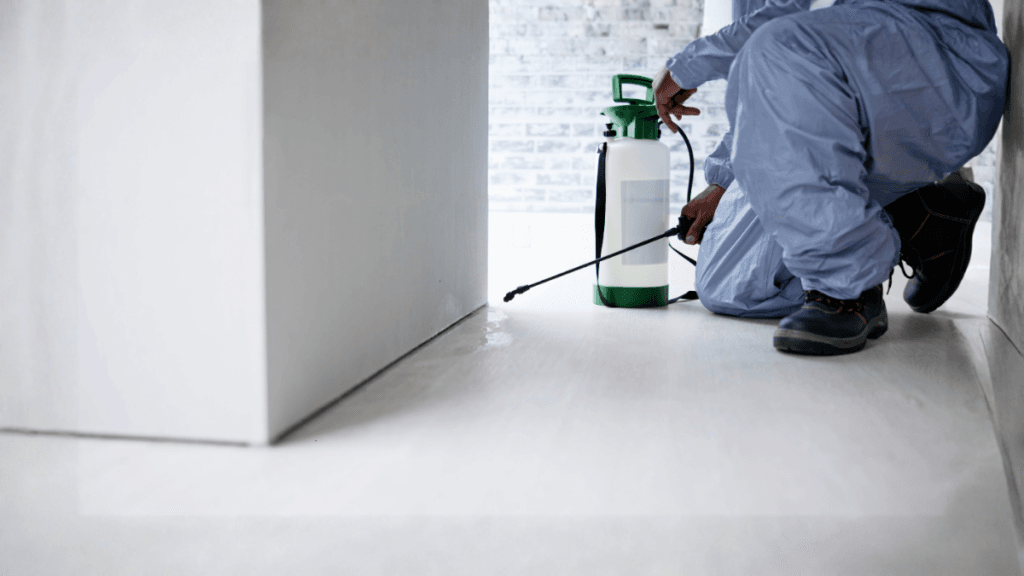 A homeowner applying a liquid spray treatment to baseboard cracks to eliminate American cockroaches.