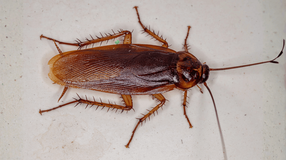 A detailed macro close-up of an adult American cockroach showing its reddish-brown wings and spiny legs.