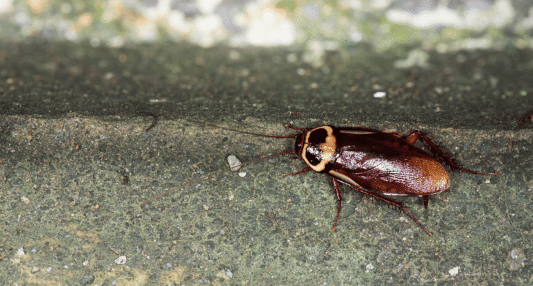 A large American cockroach crawling along a concrete foundation, illustrating where to apply crack and crevice treatments.