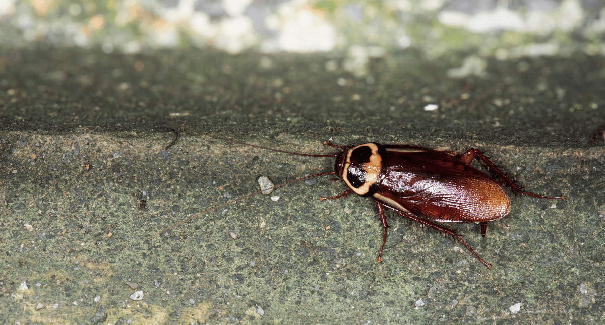 A large American cockroach crawling along a concrete foundation, illustrating where to apply crack and crevice treatments.