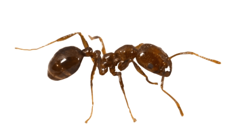 A macro close-up of a light to dark brown Argentine ant on a white background showing its segmented body.