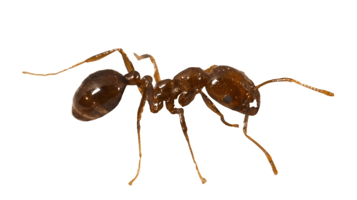 A macro close-up of a light to dark brown Argentine ant on a white background showing its segmented body.
