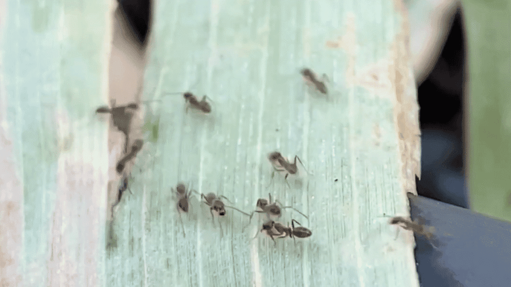A group of Argentine ants forming a concentrated trail along a green plant leaf.