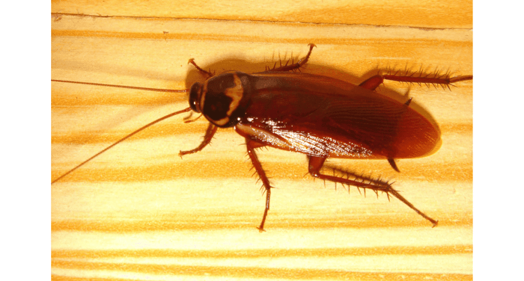 An Australian cockroach showing the distinct yellow stripes on the edges of its wings, a common large roach species.