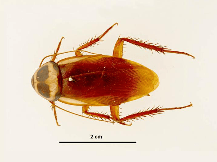 A macro top-down view of an Australian cockroach specimen showing its distinct yellow markings on the thorax and wing edges.