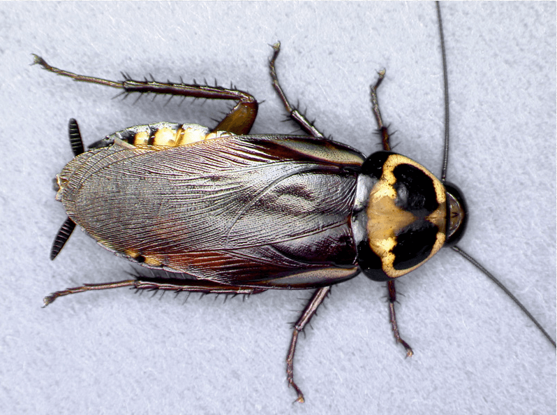 A high-detail macro shot of an Australian cockroach showing its dark body and the distinct yellow pattern on its thorax.