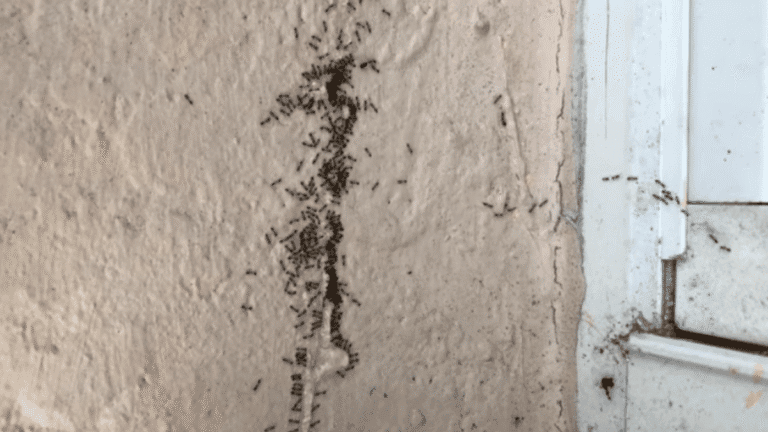 A large colony of tiny black sugar ants swarming and trailing toward a liquid bait application on a wall near a window.