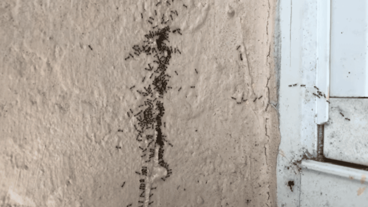 A large colony of tiny black sugar ants swarming and trailing toward a liquid bait application on a wall near a window.