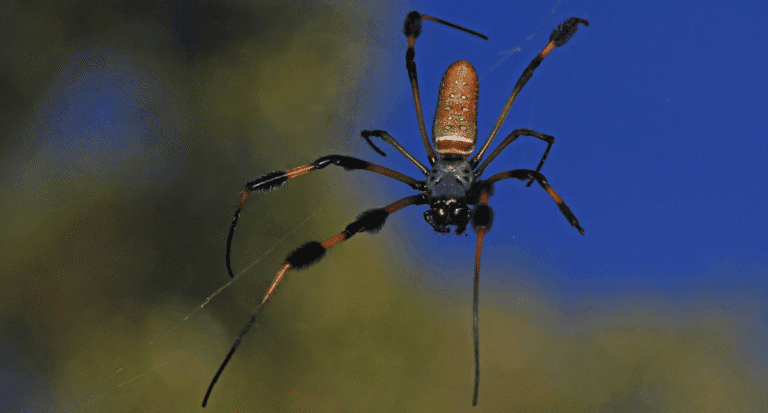 Large yellow and black banana spider, also known as a golden silk orb weaver, resting on its web. Spiders