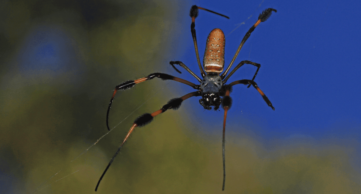 Large yellow and black banana spider, also known as a golden silk orb weaver, resting on its web. Spiders