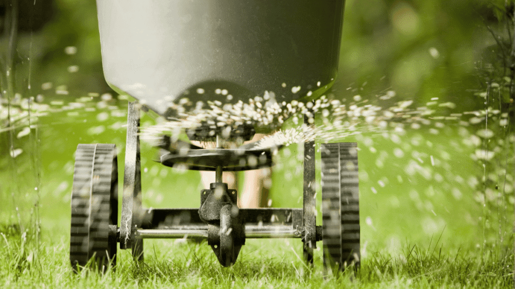 A homeowner using a walk-behind spreader to evenly distribute granular ant bait across a lawn.