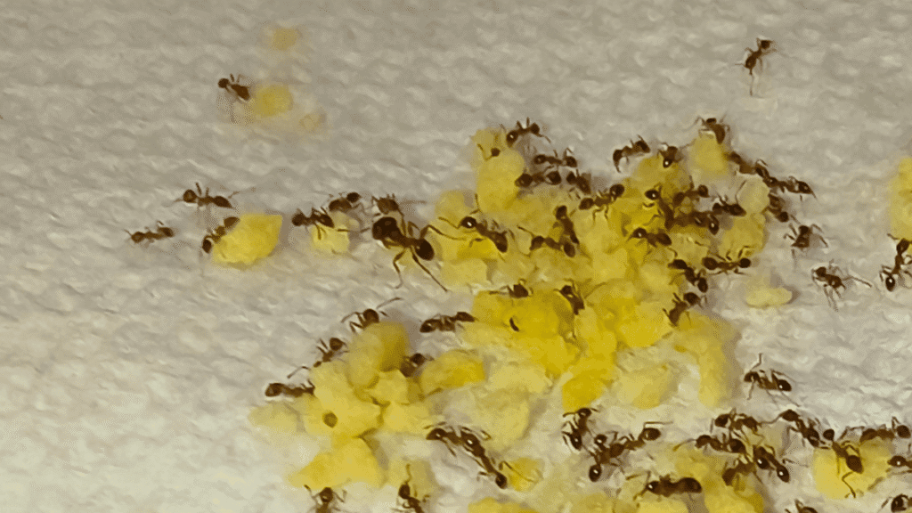 A bigheaded ant worker carrying a single yellow granule of bait away from a bait pile.