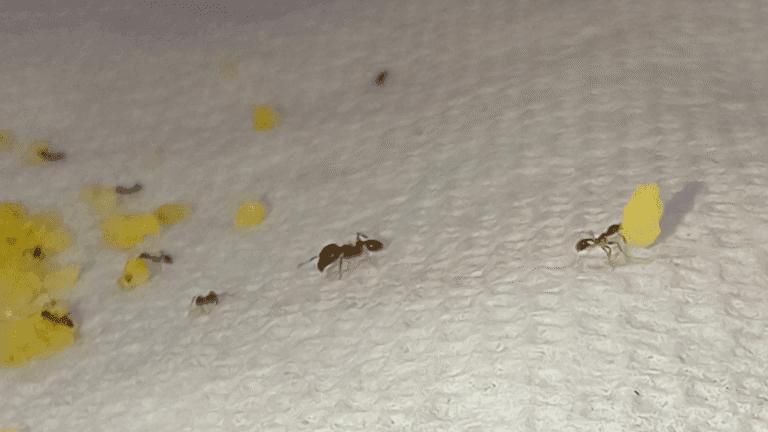 A cluster of bigheaded ants actively feeding on yellow granular bait on a textured surface.