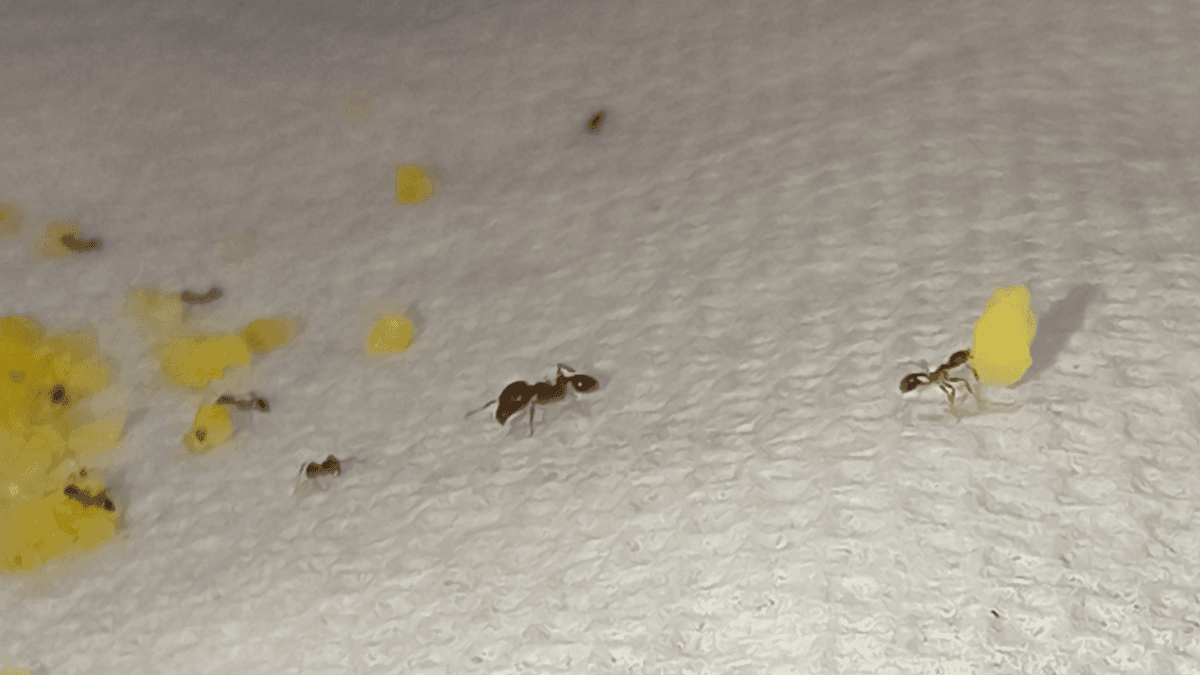 A cluster of bigheaded ants actively feeding on yellow granular bait on a textured surface.