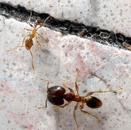 A close-up of bigheaded ants on a stone surface highlighting the major worker's oversized head compared to minor workers.