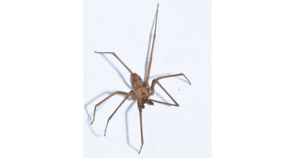 Close-up of a brown recluse spider on a white background showing the violin-shaped marking on its back.