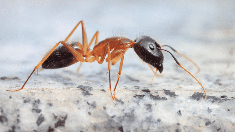 A detailed macro side profile of a Carpenter ant showing its smooth rounded thorax and single node.