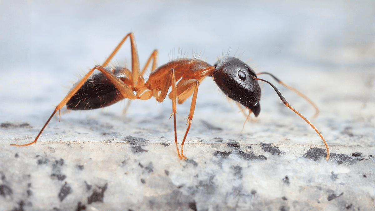 A detailed macro side profile of a Carpenter ant showing its smooth rounded thorax and single node.