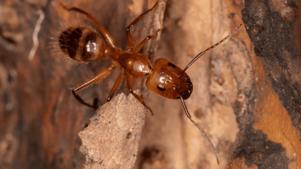 Carpenter ants emerging from a gallery nest inside a decaying, rotten log.