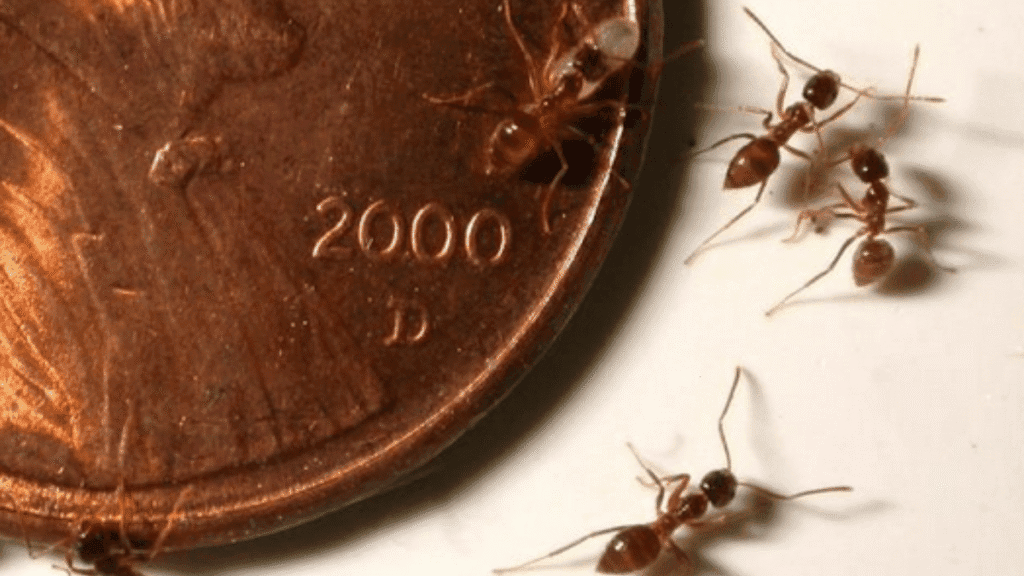Several small Tawny Crazy ants crawling on and around a U.S. penny to show their tiny size.