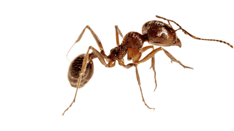 A detailed macro view of a reddish-brown Fire ant against a white background, highlighting its segmented body and antennae.