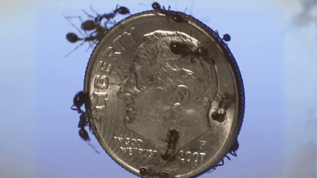 Several small Fire ants scurrying across a U.S. dime to provide a clear reference for their actual size.