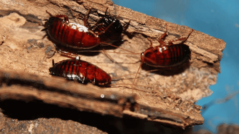 Three Florida Woods Cockroaches crawling on a piece of damp, rotting wood in their natural habitat.