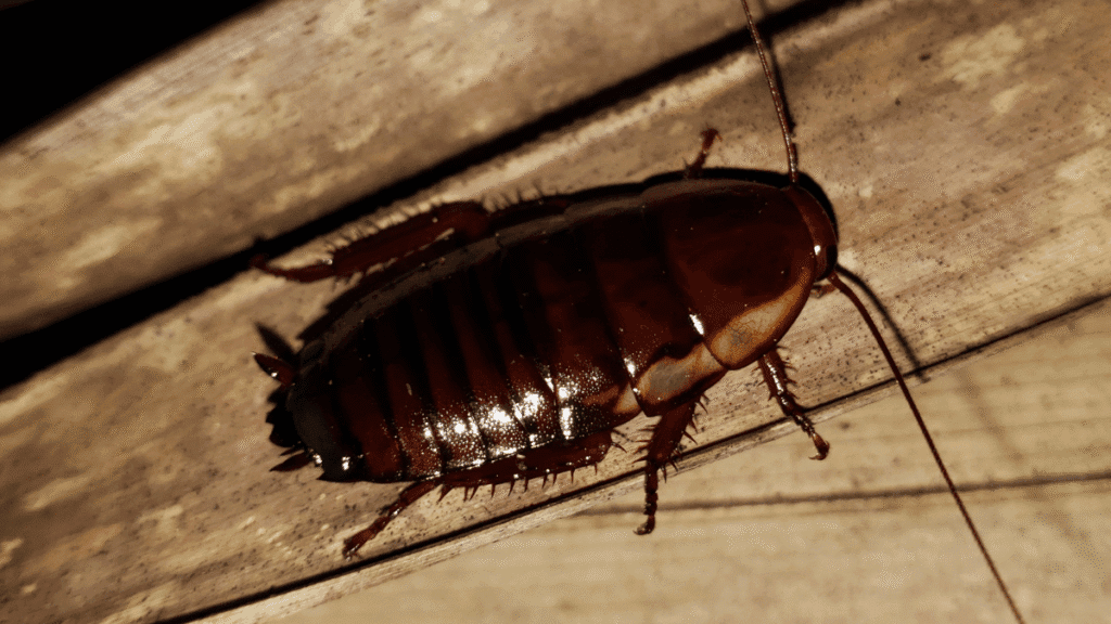 A close-up of a Florida Woods Cockroach resting on a dry palm leaf.