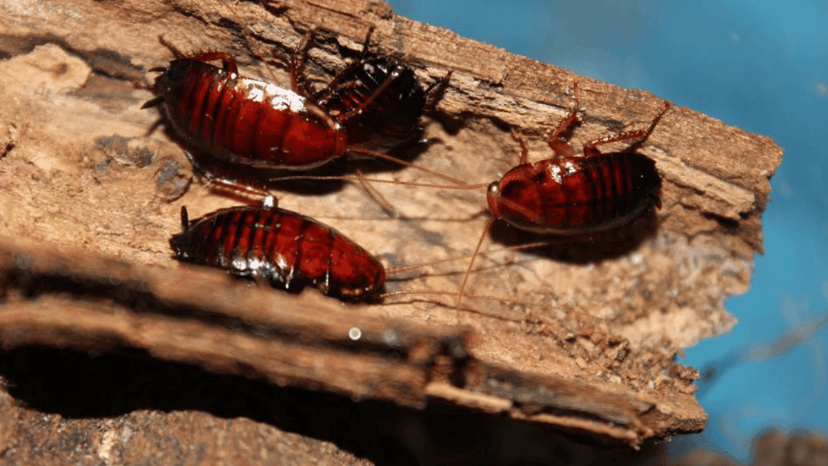 Three Florida Woods Cockroaches crawling on a piece of damp, rotting wood in their natural habitat.