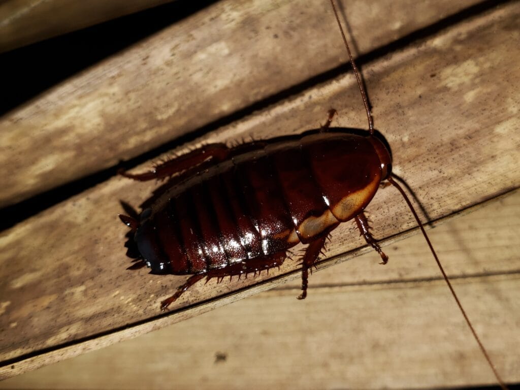 A dark brown, wingless Florida Woods cockroach, a common type of large roach found in damp outdoor areas.