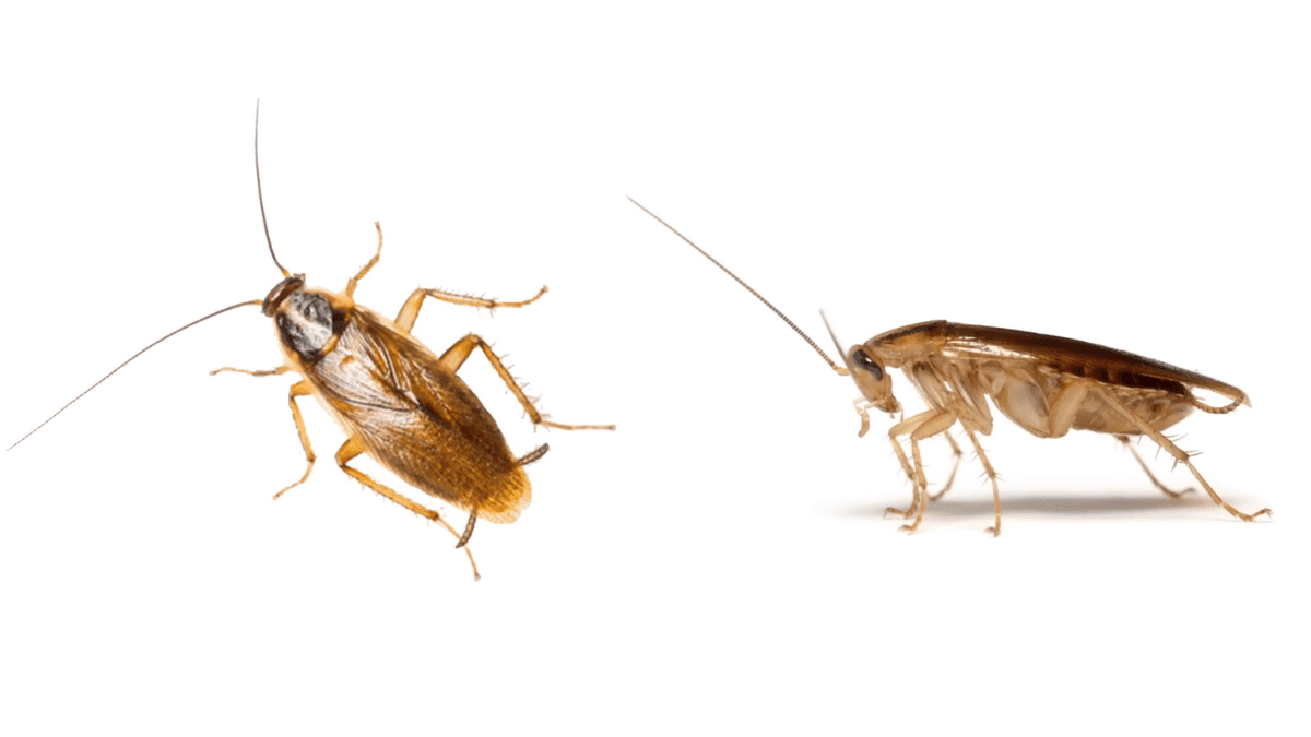 Top and side view of an adult German cockroach showing the two dark parallel stripes on its pronotum.