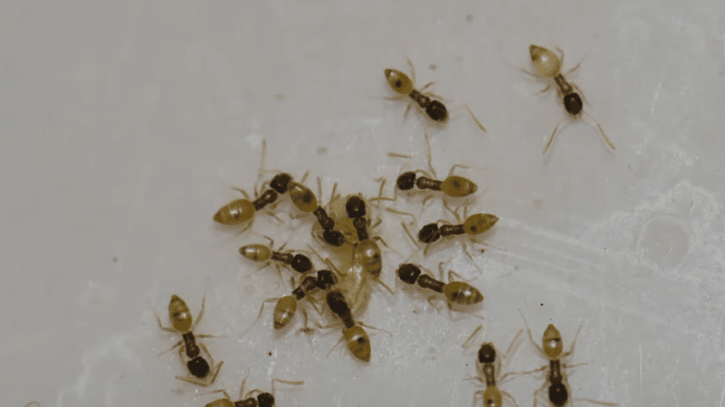A detailed view of a Ghost ant worker highlighting the contrast between its dark thorax and clear legs.