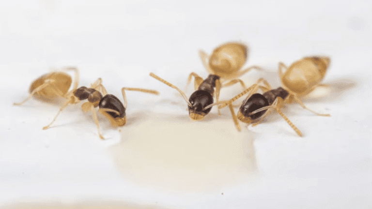 A high-magnification macro shot of a Ghost ant showing its dark head and pale, translucent abdomen and legs.