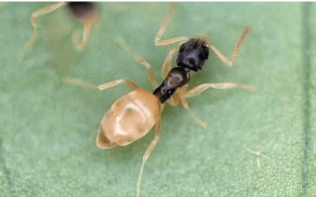 Ghost Ants