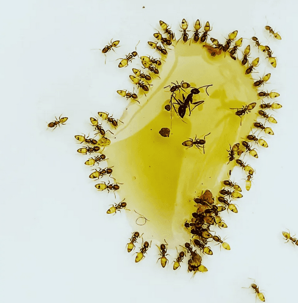 Ghost ants feeding on liquid bait