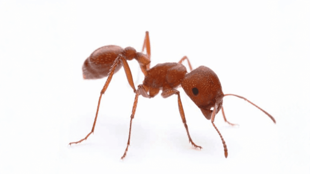 A macro close-up of a reddish-brown Harvester ant showing its distinct head shape and body segments.