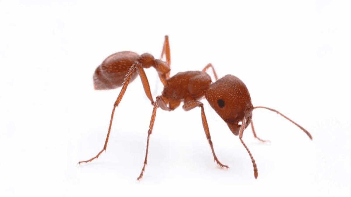 A macro close-up of a reddish-brown Harvester ant showing its distinct head shape and body segments.