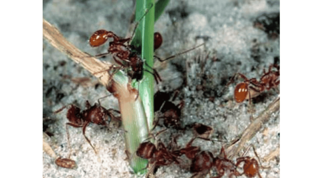 A group of Harvester ants foraging for seeds and plant material on sandy soil.