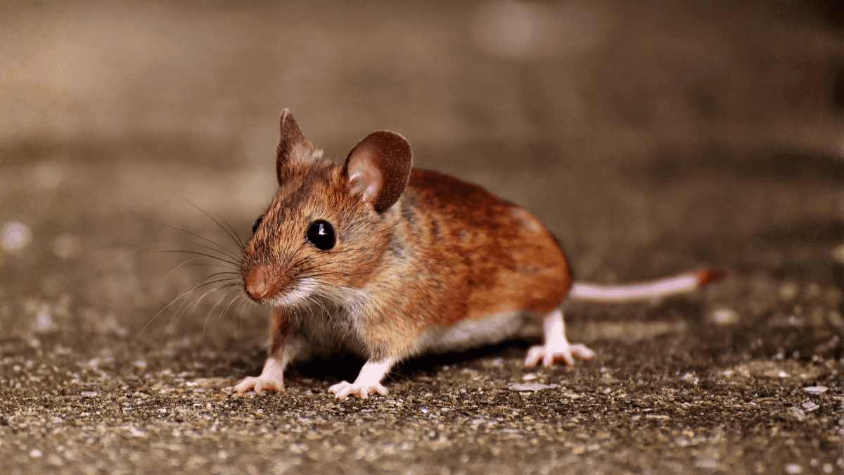 A close-up profile of a common house mouse showing its large ears and pointed snout.