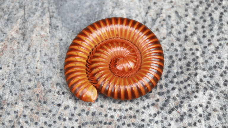 A close-up view of a single, recently deceased millipede on a flat surface.