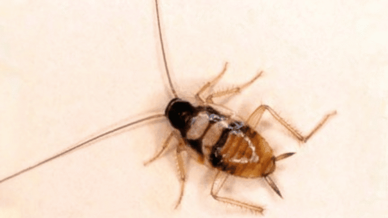 Macro view of a juvenile Brown-Banded cockroach showing the distinct light-colored bands across its dark torso.