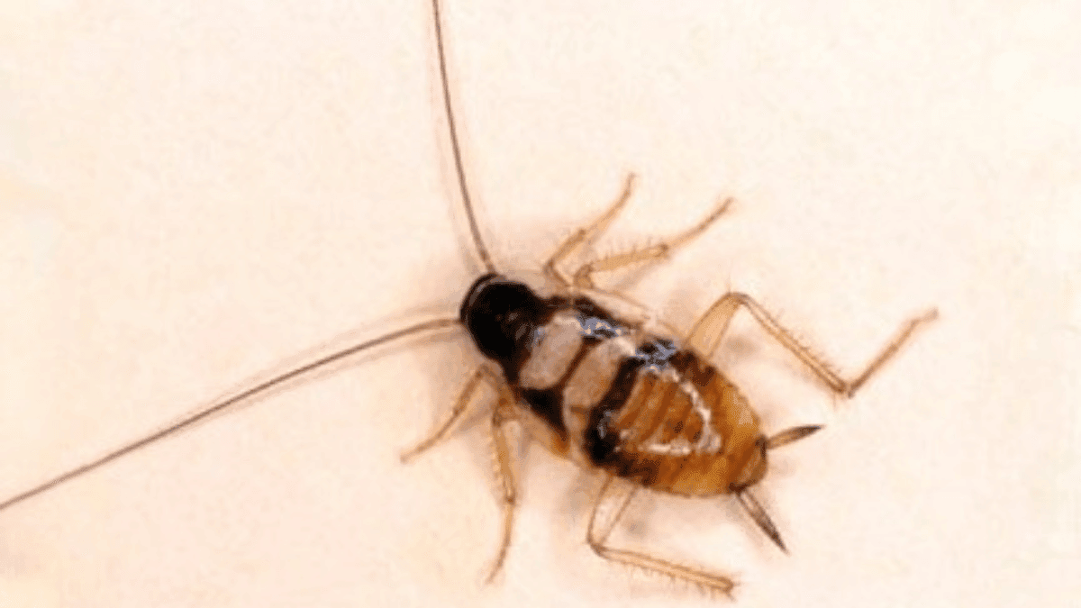 Macro view of a juvenile Brown-Banded cockroach showing the distinct light-colored bands across its dark torso.