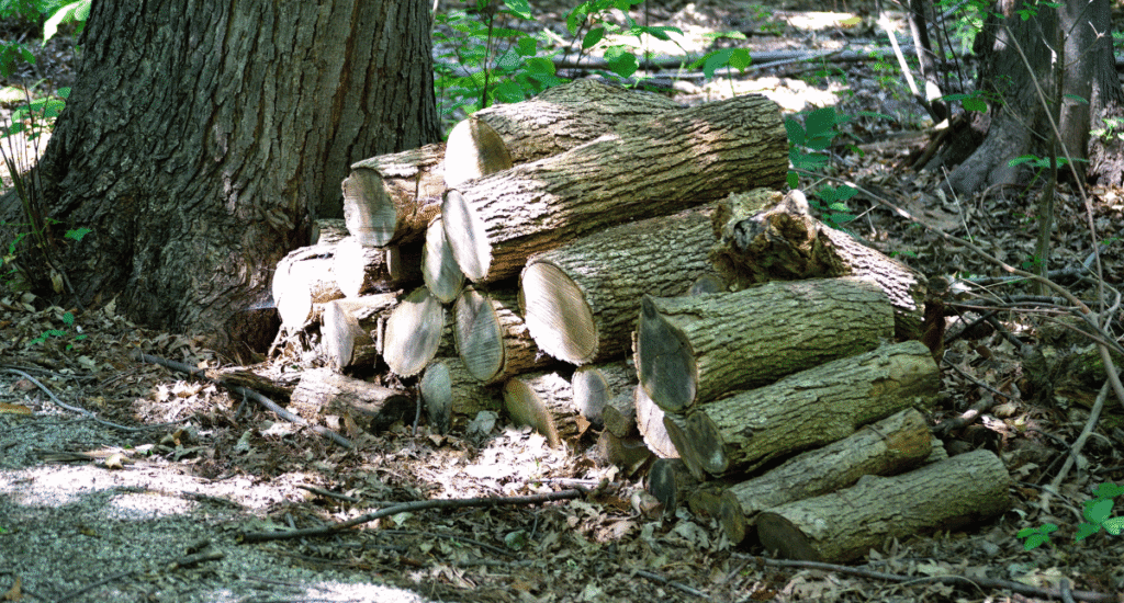 A stack of cut firewood logs piled at the base of a tree in a wooded yard.