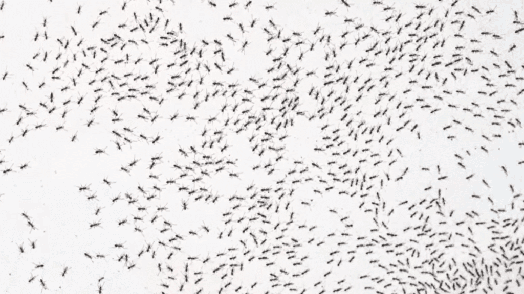 A large cluster of tiny little black ants swarming on a flat white surface.