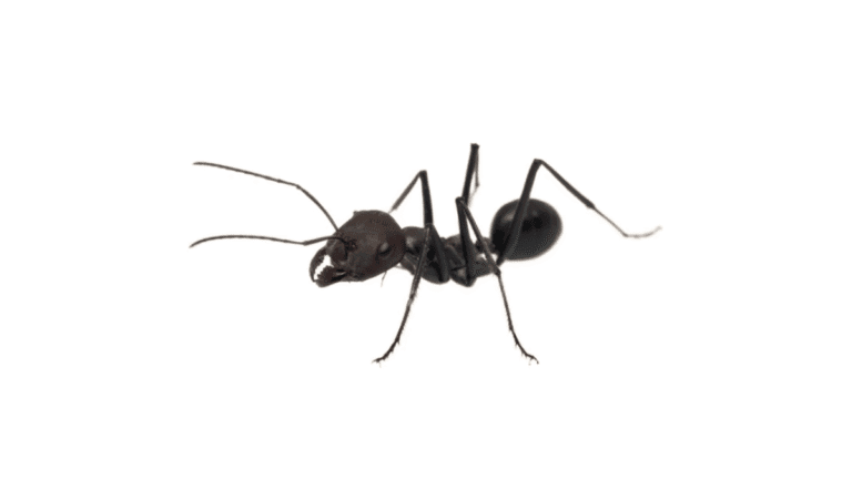 A high-detail macro close-up of a single little black ant against a white background.