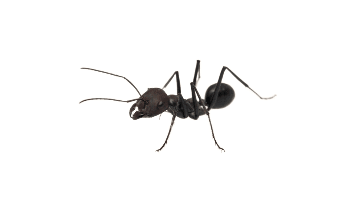 A high-detail macro close-up of a single little black ant against a white background.