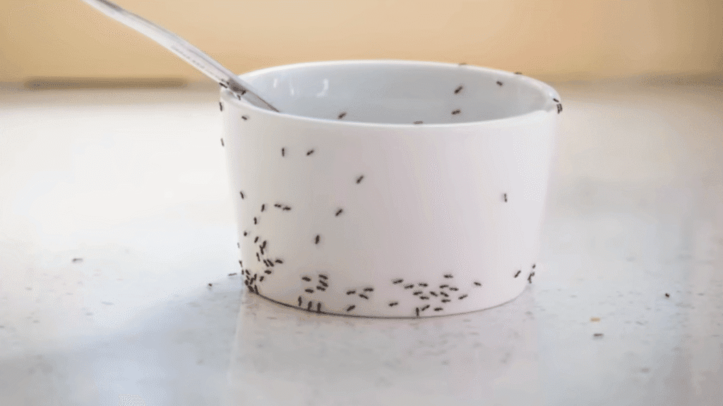 Numerous tiny little black ants crawling on the outside of a white ceramic bowl on a kitchen counter.