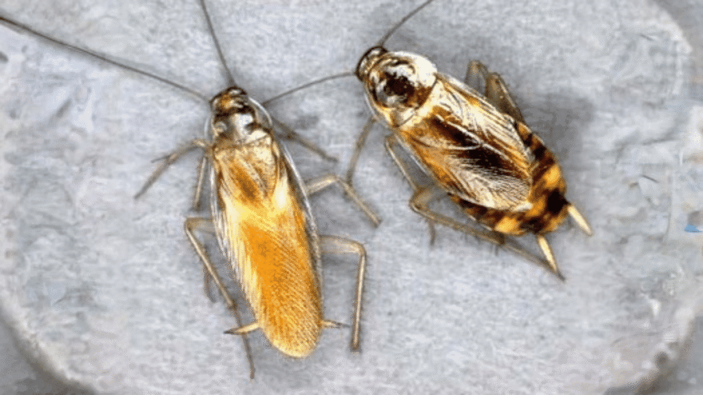 Side-by-side comparison of a slender male and a wider, shorter female Brown-Banded cockroach on a textured surface.